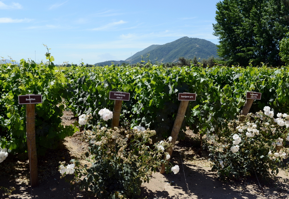 Colchagua,Valley,,Chile,-,November,26,2014:the,Vineyard,Of,The,Winery