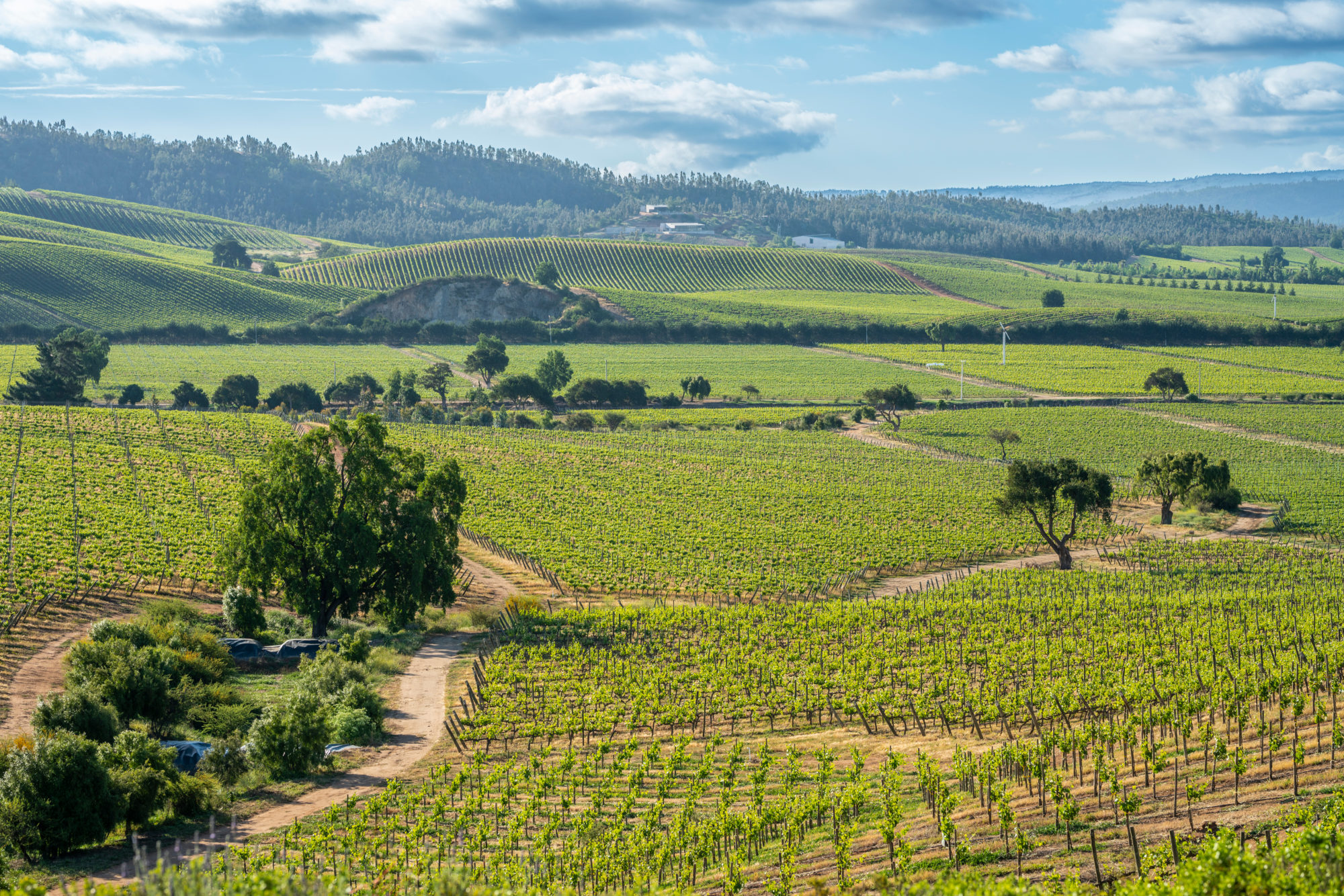 Valle de Casablanca y Valparaíso