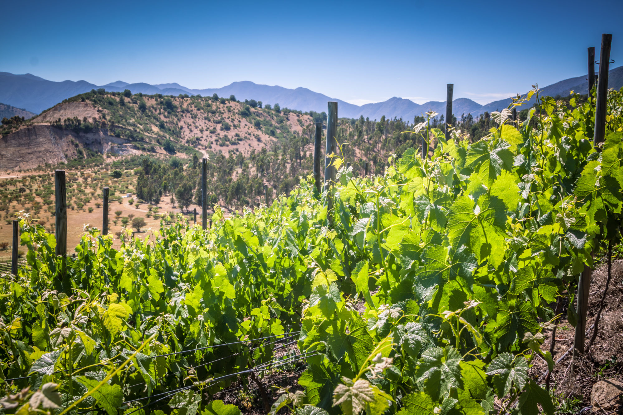 View,From,Indomita,Winery,In,Casablanca,Valley,,Region,De,Valparaiso,
