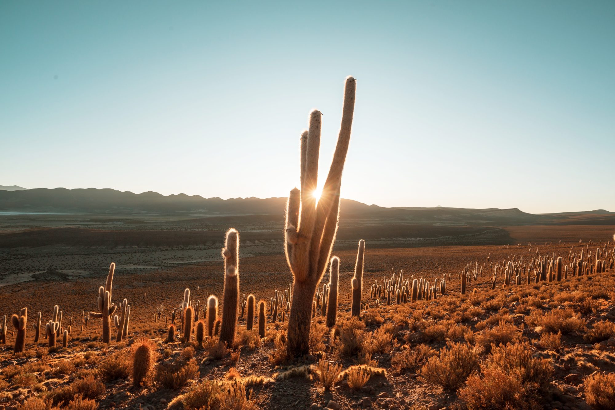 Giant,Cactus,Forest,In,Altiplano,,Chile..,Surreal,Natural,Landscapes,In