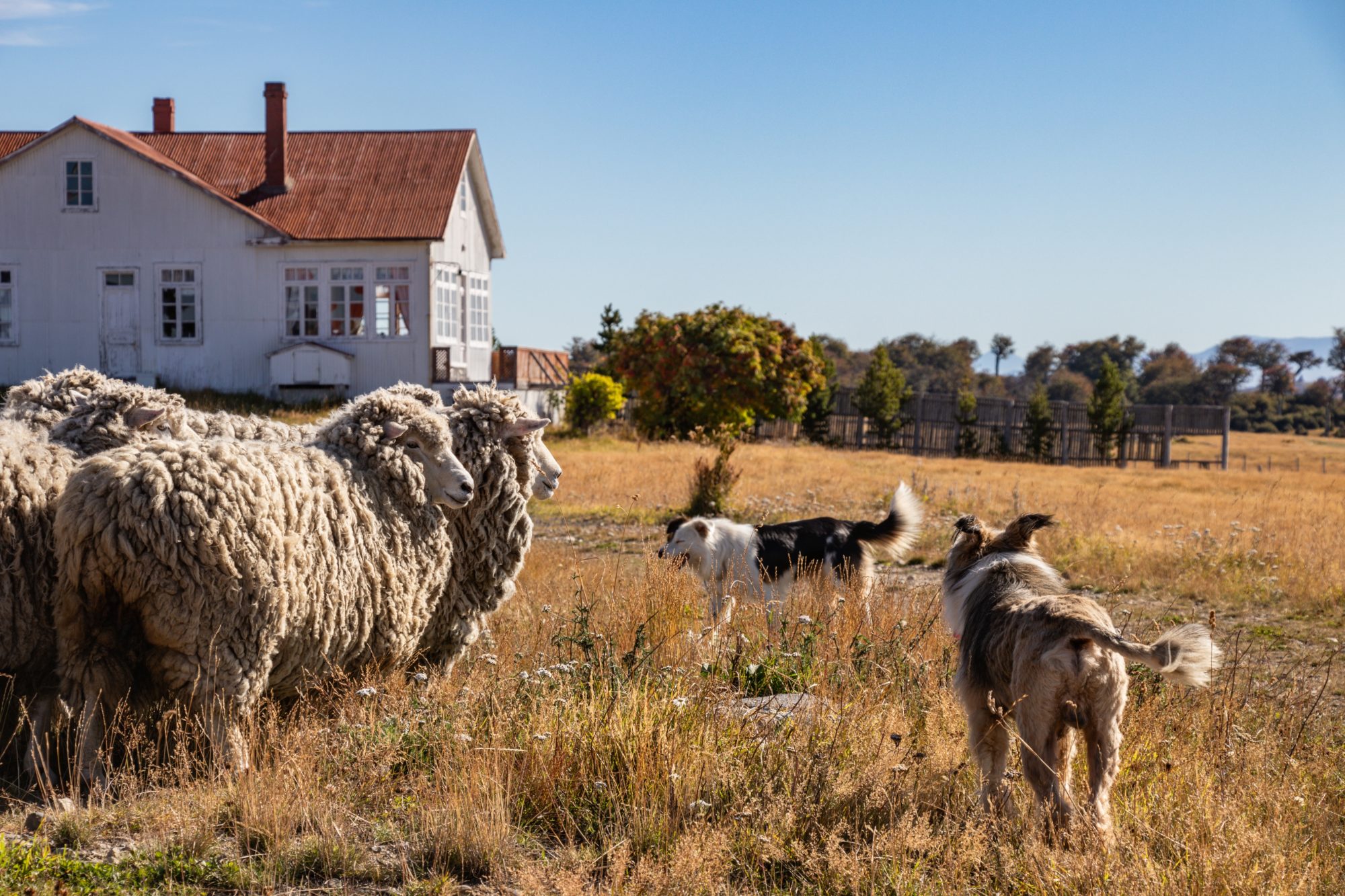 Sheepdogs,Herding,Woolly,Sheep,To,The,Shearing,Shed,In,A