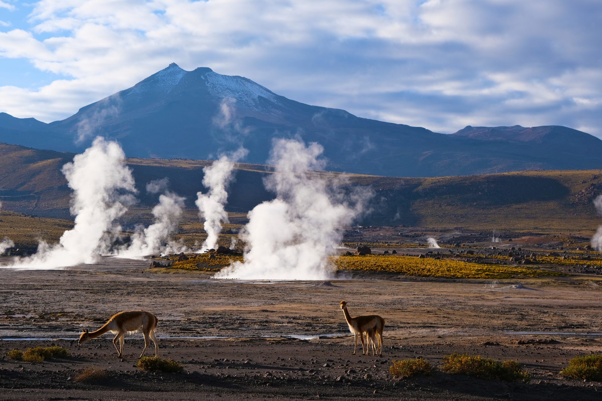 2,Alpacas,And,Geisers,El,Tatio,In,Chilean,Patagonia