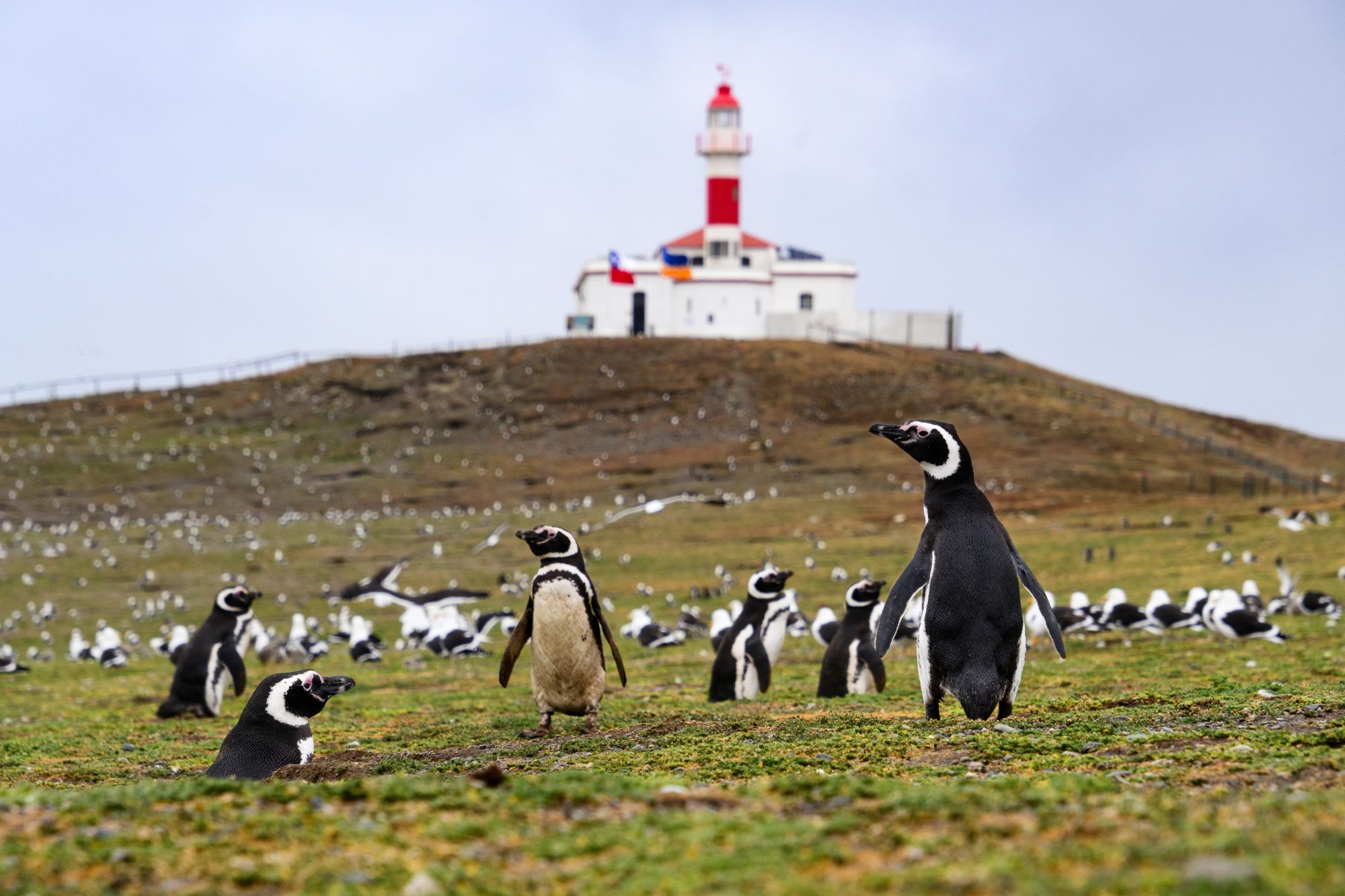 Magdalena,Island,,Punta,Arenas,,Chile,-,January,5,2024:,Magellanic