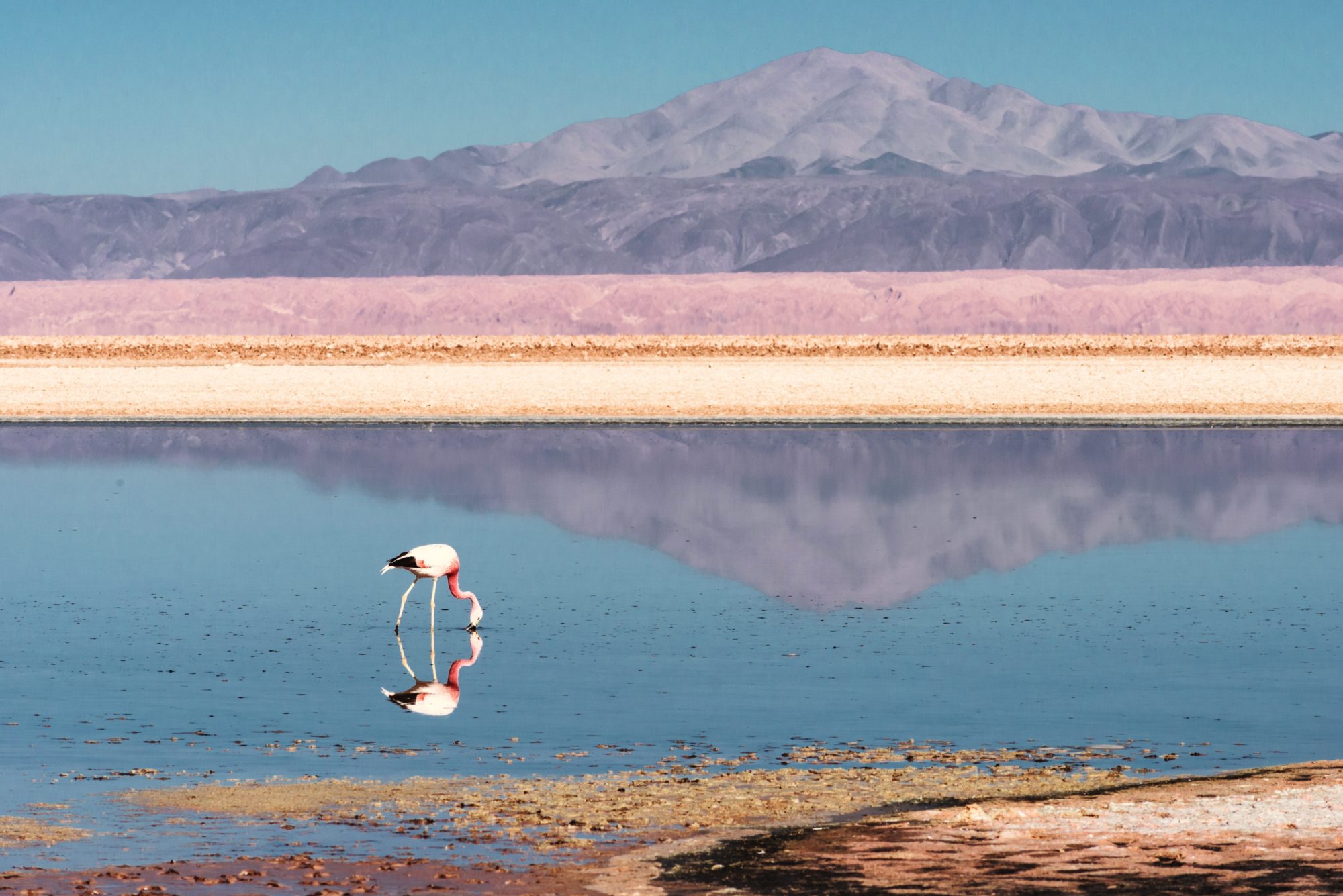 Laguna,Chaxa,,San,Pedro,De,Atacama,,Chile
