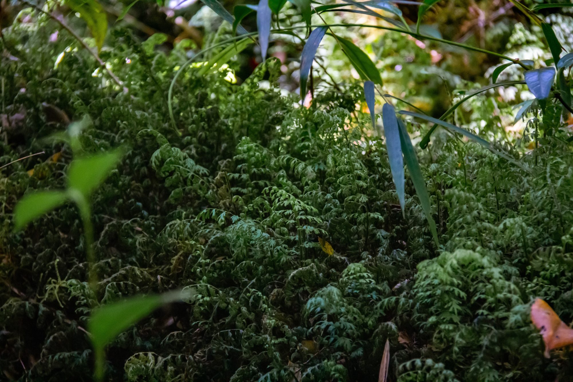 Details,Of,Plants,And,Trees,In,The,Tepuhueico,National,Park