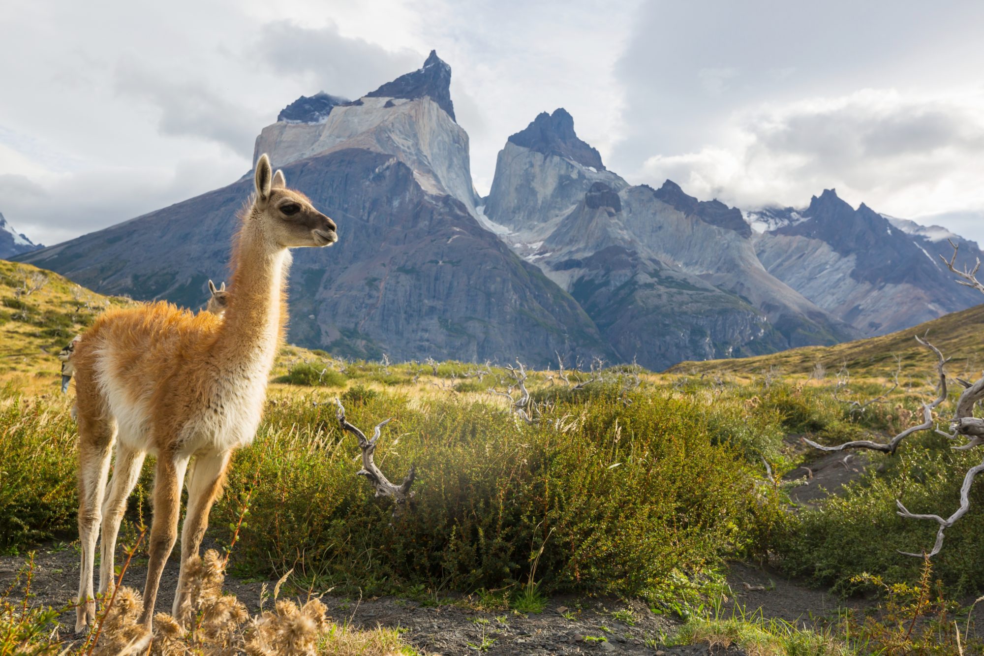 Wild,Guanaco,(lama,Guanicoe),In,Patagonia,Prairie,,Chile,,South,America