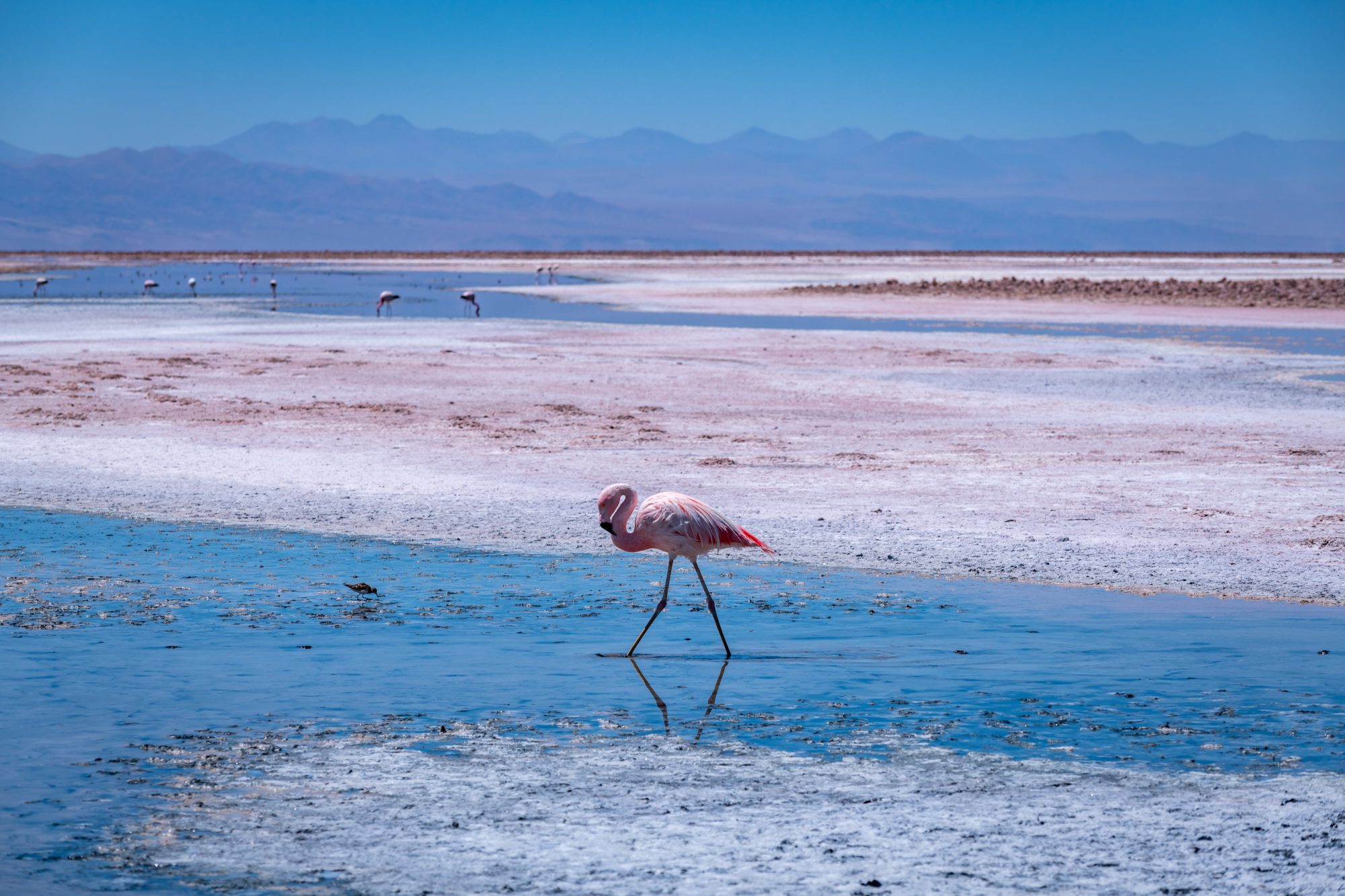Flamingos,In,The,Atacama,Salt,Flat,,Chile.,High,Quality,Photo