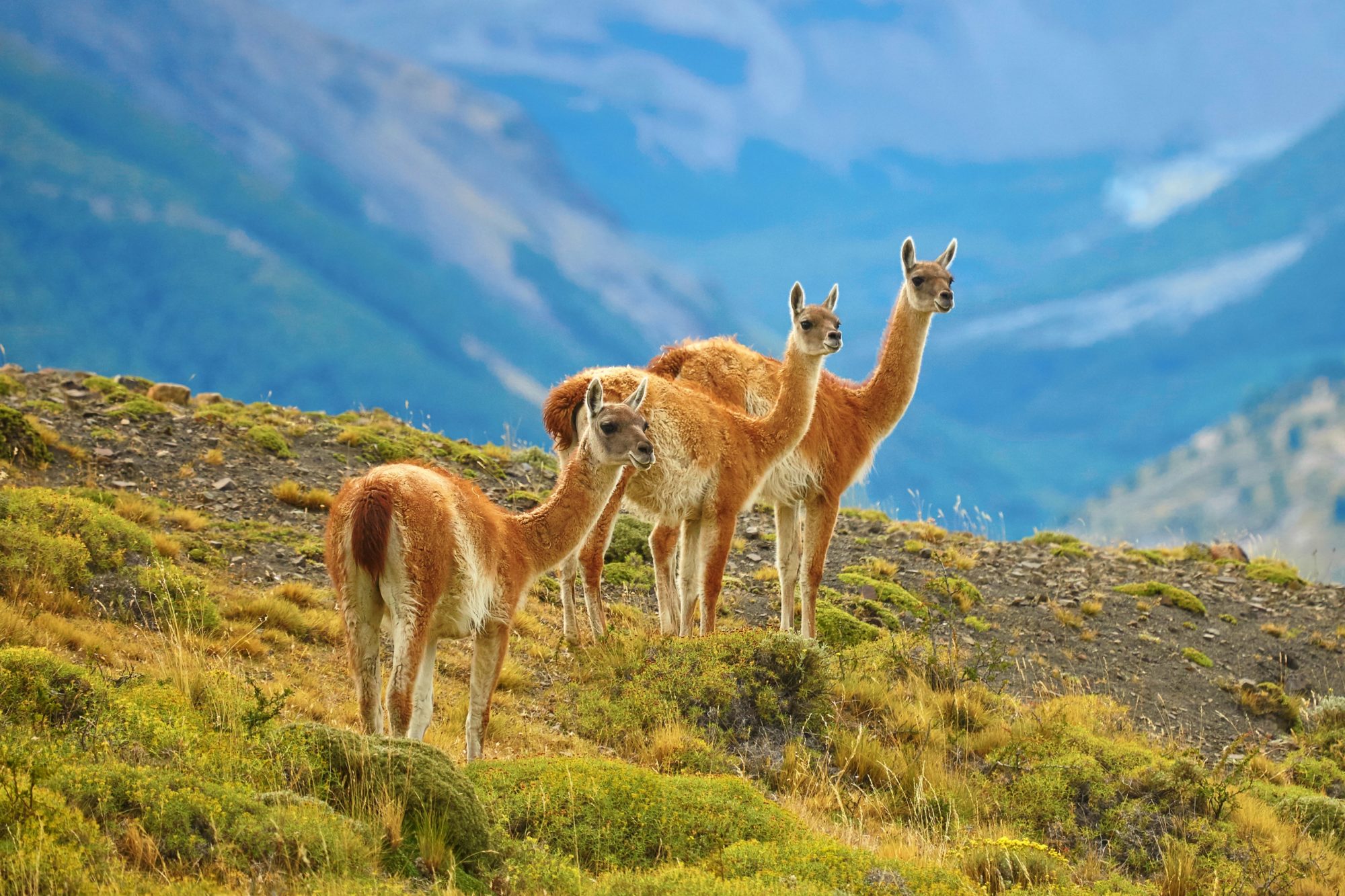 Three,Guanacoes,In,Torres,Del,Paine,National,Park,,Patagonia,,Chile