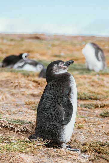 Temporada de crías de pingüino