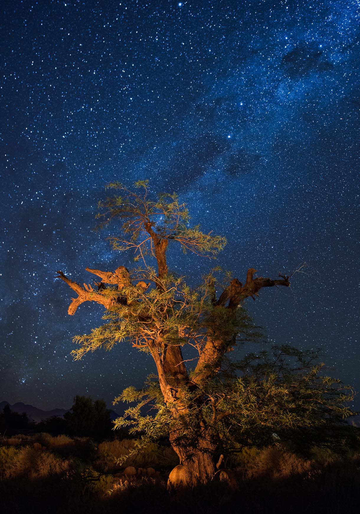 Árbol bajo un cielo estrellado