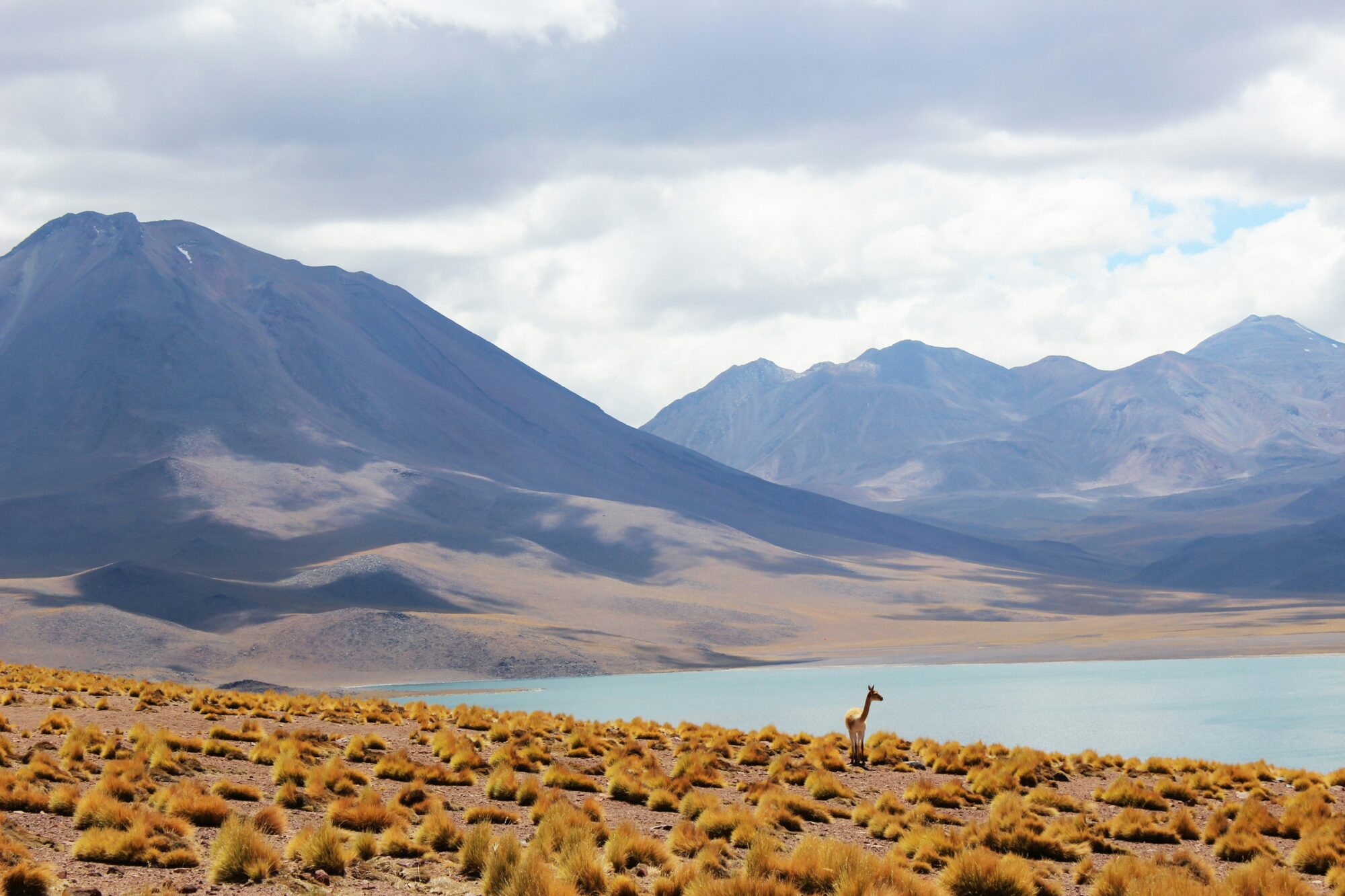 Laguna altiplánica con vicuña y montañas