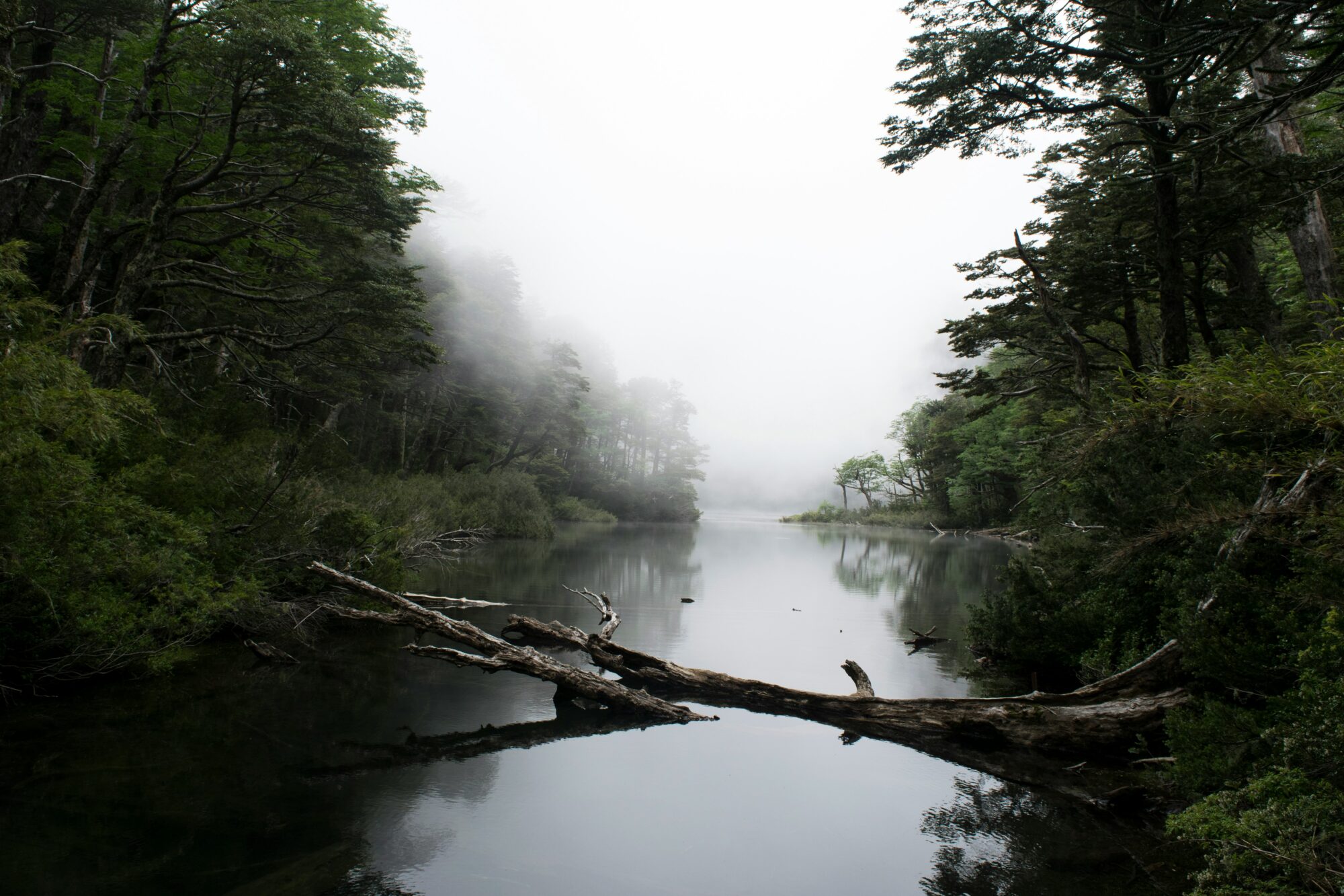 Bosque y río del sur de Chile